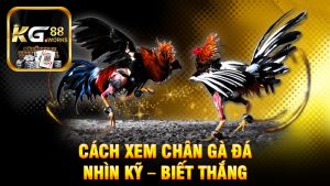 Cách xem chân gà đá: Nhìn kỹ – biết thắng