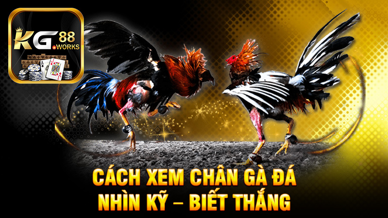 Cách xem chân gà đá: Nhìn kỹ – biết thắng